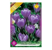 Bulbi de flori Brandusa Crocus Vernus Large Flowering Record 8buc