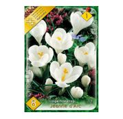 Bulbi de flori Brandusa Crocus Vernus Lage Flowering Jeanne d'Arc 8buc