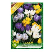 Bulbi de flori Branduse Crocus Large Flowering Mixed 8buc, 50buc