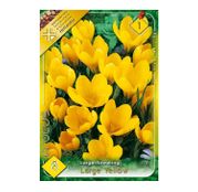 Bulbi de flori Brandusa Crocus Vernus Large Flowering Yellow 8buc