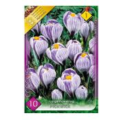 Bulbi de flori Brandusa Crocus Vernus Large Flowering Pickwick 8buc