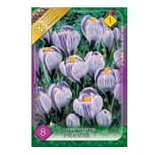 Bulbi de flori Brandusa Crocus Vernus Large Flowering Pickwick 8buc