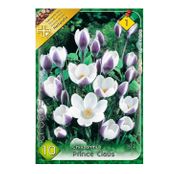 Bulbi de flori Brandusa crocus Chrysanthus Prince Claus 10buc