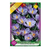 Bulbi de flori Brandusa Crocus Large Flowering Remembrance 8buc