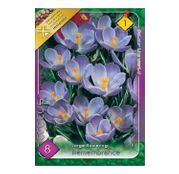 Bulbi de flori Brandusa Crocus Large Flowering Remembrance 8buc