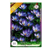 Bulbi de flori Brandusa Crocus Botanical Ruby Giant 10buc