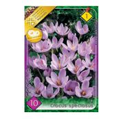 Bulbi de flori Brandusa Crocus Speciosus 10buc