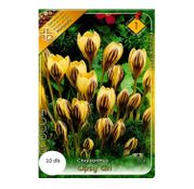 Bulbi de flori Brandusa Crocus Chrysanthus Gipsy Girl 10buc