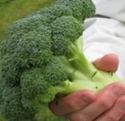 Seminte broccoli Koros F1 2500 seminte