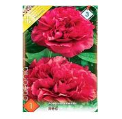 Bulbi de flori Bujori Paeonia Rosii 1 buc