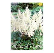 Bulbi de flori Astilbe X Arendsii Albe 1buc