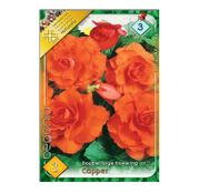 Bulbi de flori Begonia Large flower Copper 3buc