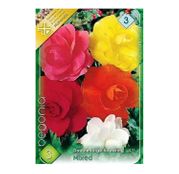 Bulbi de flori Begonia Large flower Mixed 3buc