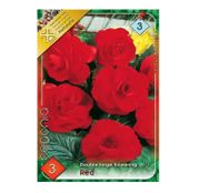 Bulbi de flori Begonia Large flower Red 3buc