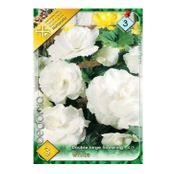 Bulbi de flori Begonia Large flower White 3buc