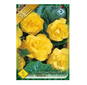 Bulbi de flori Begonia Large flower Yellow 3buc