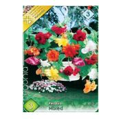Bulbi de flori Begonia Pendula Mix 3 buc