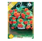 Bulbi de flori Begonia Pendula Orange 3buc