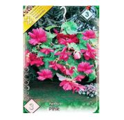 Bulbi de flori Begonia Pendula Pink 3buc