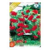 Bulbi de flori Begonia Pendula Red 3 buc