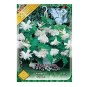 Bulbi de flori Begonia Pendula White 3buc