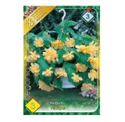 Bulbi de flori Begonia Pendula Yellow 3 buc