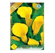 Bulbi de flori Cala Yellow 1 buc