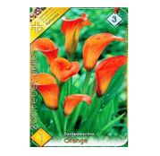 Bulbi de flori Cala Orange 1buc