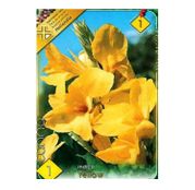 Bulbi de flori Canna Indica Yellow 1buc