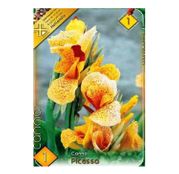 Bulbi de flori Canna Picasso 1buc