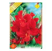 Bulbi de flori Canna Indica Red1buc