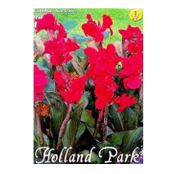 Bulbi de flori Canna Red Leaves 1buc