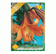 Bulbi de flori Crin Trumpet African Queen 1buc