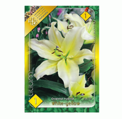 Bulbi de flori Crin Oriental hybrid White-yellow 1buc