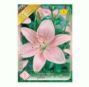 Bulbi de flori Crin Asiatic Hybrid Pink 1buc