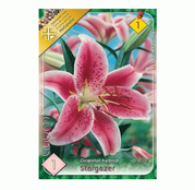 Bulbi de flori Crin Oriental Hybrid Stargazer 1buc