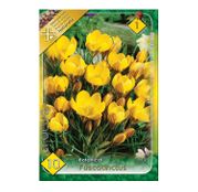 Bulbi de flori Brandusa Crocus Botanical Fuscotinctus 10buc