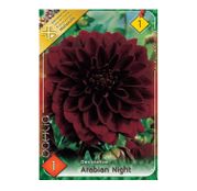 Bulbi de flori Dalia Decorative Arabien Night 1buc