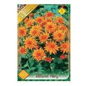 Bulbi de flori Dalia Border Autumn Fairy 1 buc