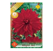 Bulbi de flori Dalia Decorative Babylon Red 1buc