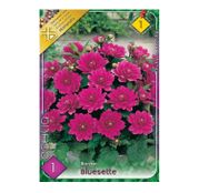 Bulbi de flori Dalia Border Bluesette 1buc