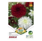 Bulbi de flori Dalia Cactus duo Dark red & white 2buc