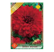 Bulbi de flori Dalia Decorative Garden Wonder 1buc