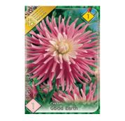 Bulbi de flori Dalia Cactus Good Earth 1buc