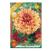 Bulbi de flori Dalia Decorative Lady Darlene 1buc