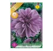 Bulbi de flori Dalia Decorative Lilac Time 1buc