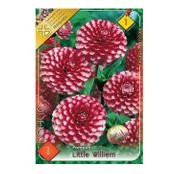 Bulbi de flori Dalia Pompon Little Williem 1buc