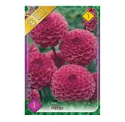 Bulbi de flori Dalia Ball Peter 1buc