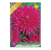 Bulbi de flori Dalia Cactus Purple Gem 1buc