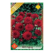 Bulbi de flori Dalia Border Red Pigmy 1buc